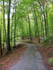 Nature Photography Forest Drucke: Forest path