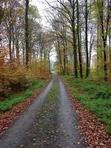Deserted Woodland Landscape Drucke: Forest path