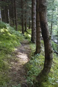 Deserted Forest Track Drucke: Forest path