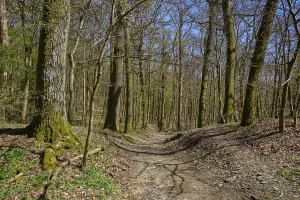 Springtime In The Woods Drucke: Forest path, bald, deciduous forest