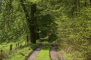 Beech Tree Landscape Drucke: Forest path, beech, deciduous forest