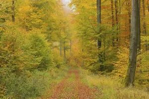 Uninhabited Beech Tree Forest Drucke: Forest path in the beech forest
