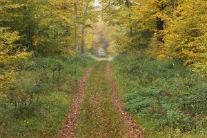 German Forest Trail Drucke: Forest path in the beech forest