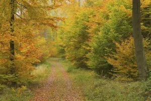 Beech Tree Forest Scenery Drucke: Forest path in the beech forest
