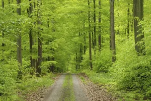European Forest Trail Drucke: Forest path in the beech forest