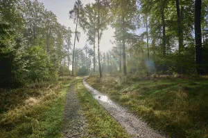 Central European Deciduous Forests Drucke: Forest path, beech forest, sun