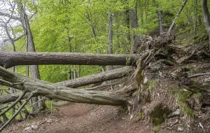 Countryside Landscape Shots Drucke: The forest path is blocked