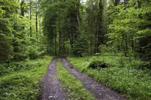 Waldweg durch einen Laubwald.