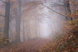 Uninhabited German Woods Drucke: A forest path in a deciduous forest