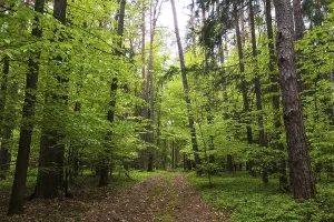 Uninhabited Forest Road Drucke: Forest path through a deciduous forest