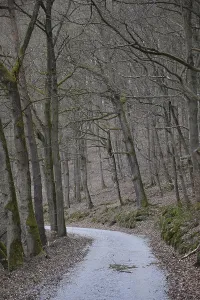 Nature Scenery Photos Drucke: Forest path, forest, path, tree