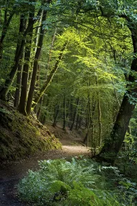 Southern Germany Woods Drucke: A forest path in a forest with various deciduous trees