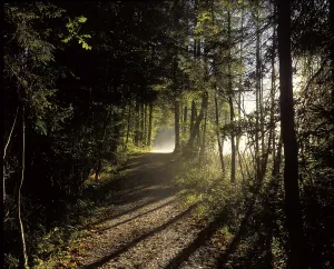 Autumn Forest Landscape Germany Drucke: Forest path Germany