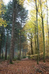 Forest Trail Photography Drucke: Forest path through mixed forest