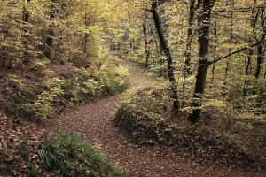 Beech Trees In Autumn Drucke: A forest path in a mixed forest with many deciduous trees