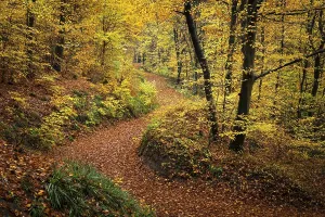 Mixed Forest Drucke: A forest path in a mixed forest with many deciduous trees