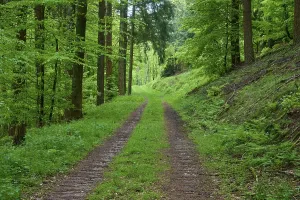 Odenwald Landscape Photo Drucke: Forest path, mixed forest, spring