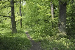 Springtime Landscape Photo Drucke: Forest path, path, forest, spring