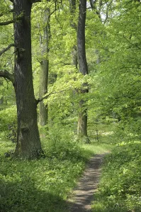 Open Air Landscape Shot Drucke: Forest path, path, forest, spring