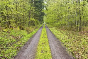 Springtime In The Woods Drucke: Forest path after rain in spring