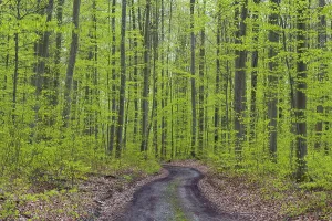 Rainy Forest Landscape Drucke: Forest path after rain in spring