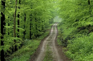 Uninhabited Woods Landscape Drucke: Forest path in spring