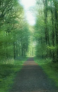 European Forests Drucke: Forest path in spring, deciduous forest