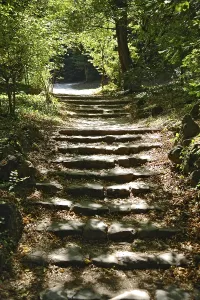 Uninhabited Staircase Drucke: Forest path with steps