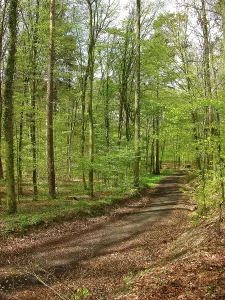 Uninhabited Forest Road Drucke: Forest path in summer
