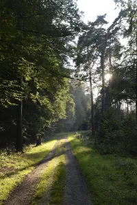 Tree Silhouette Photography Drucke: Forest path, sun, forest, path