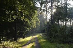 Travel Photography Woods Drucke: Forest path, sun, forest, path