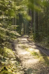 German Forest Path Drucke: Forest path with sunlight falling through the trees