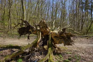 European Woodland Landscape Drucke: Forest path, tree, uprooted, bare