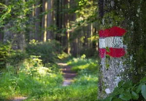 Deserted Forest Road Europe Drucke: Forest path with waymarking on a tree