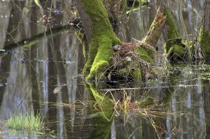 Springtime Nature Shots Drucke: Forest in spring