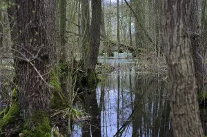 No People Forest Scene Drucke: Forest in spring