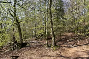 Protected Area Europe Drucke: Forest in spring