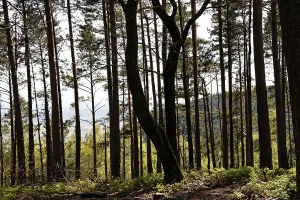 Biosphere Reserve Germany Drucke: Forest in spring