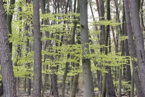 Spring Forest Landscape Drucke: Forest in spring