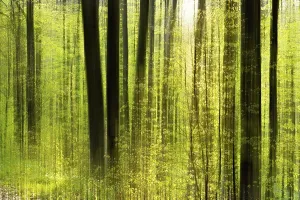 Blurred Motion Images Drucke: Forest study with multiple exposures