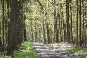 Beech Forest Path Drucke: Forest trail, forest path, spring forest