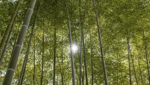 Densely Covered Vegetation Drucke: Forest with trees close up 2