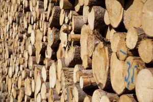 Firewood Storage Drucke: Forestry