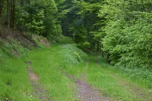 Empty Roads In Europe Drucke: Fork in the road, deciduous forest