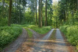 Odenwald Landscape Photography Drucke: Fork in the road, forest path, deciduous forest