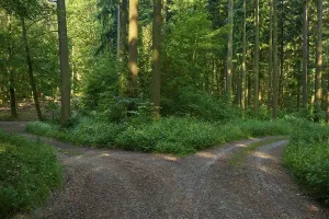 Summer Forest Scenery Drucke: Fork in the road, forest path, deciduous forest