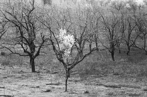 Deserted Woodland Photography Drucke: Form of tree