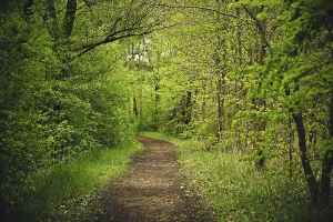 Rhineland Palatinate Nature Reserve Drucke: Fu