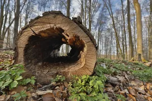 Deserted Forest Evening Scene Drucke: Hollow tree trunk in the forest