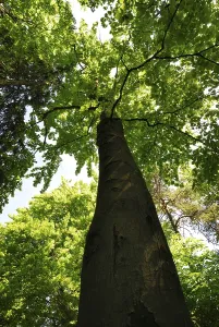 Forest Scenery Images Drucke: Huge beech tree in the forest